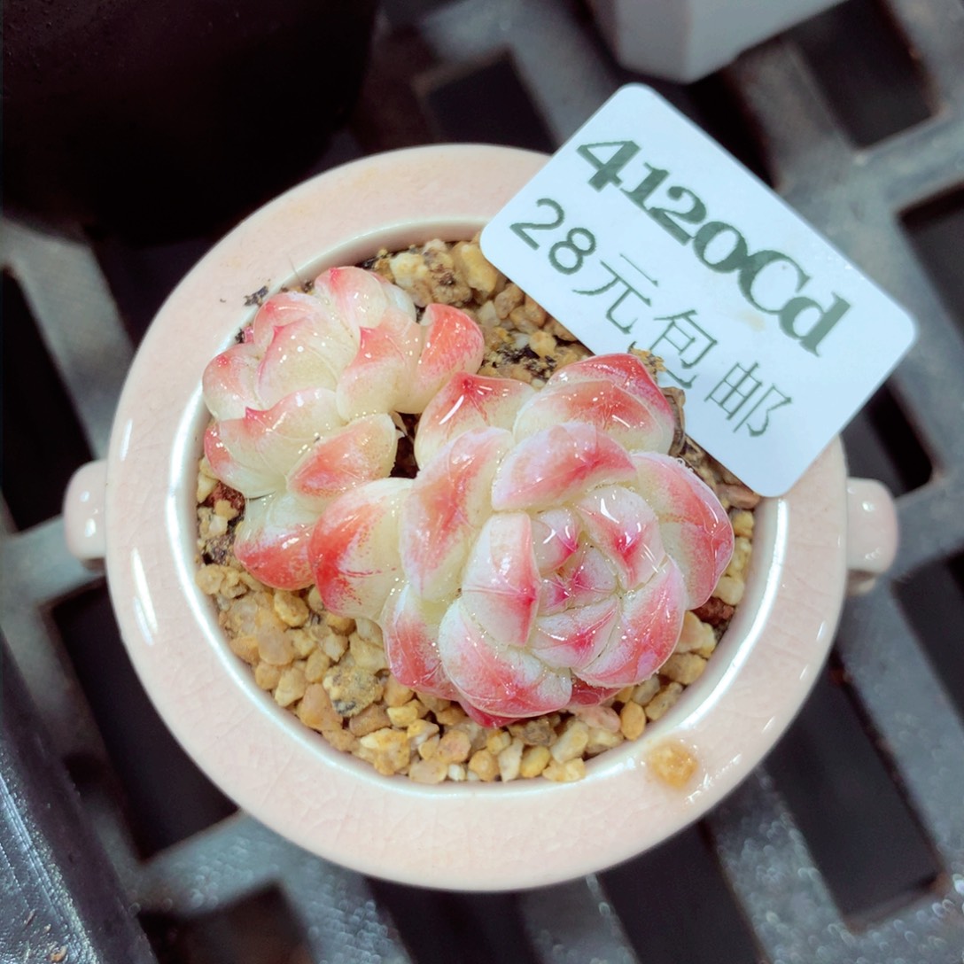 5厘米盆精控多肉4120