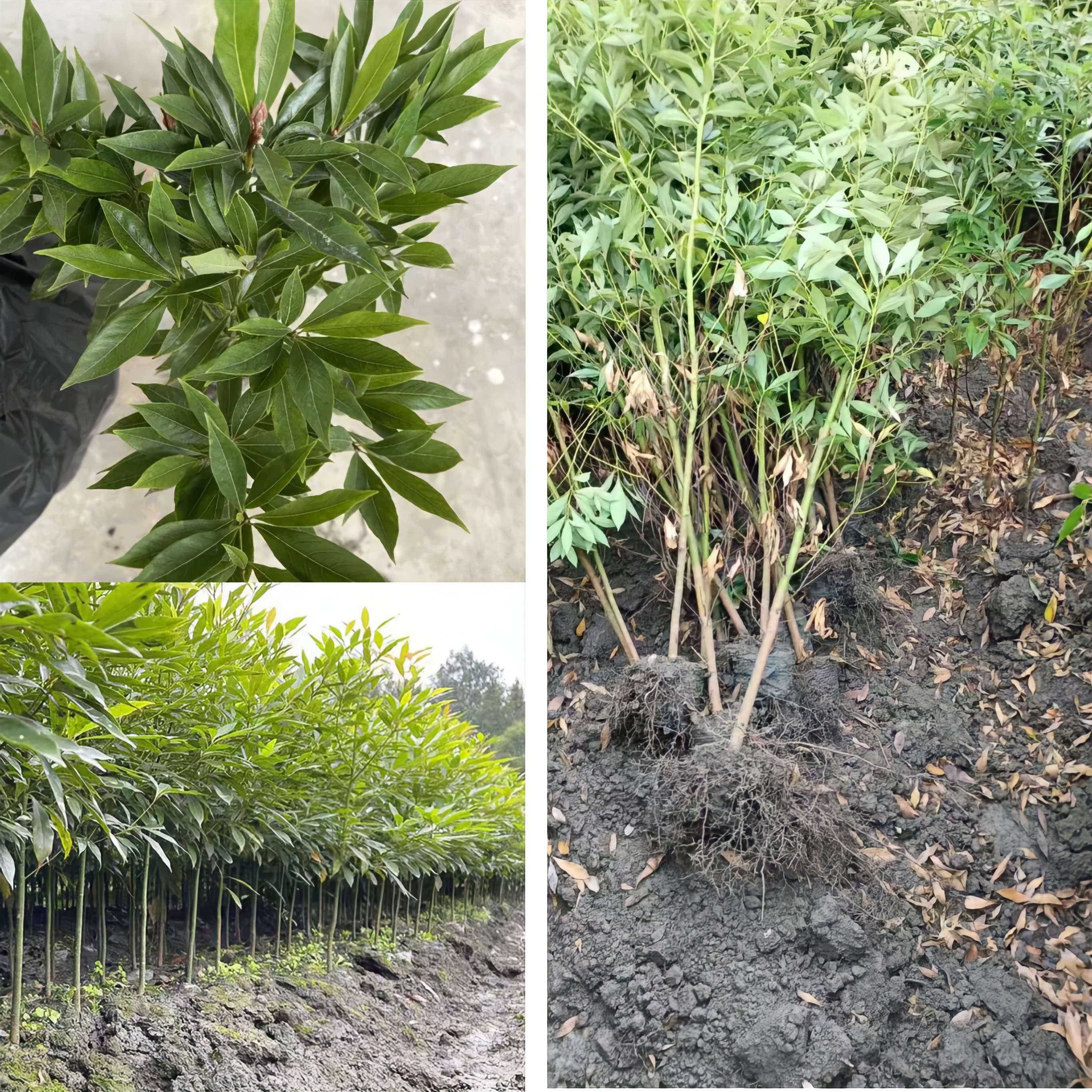 3.5年老桩地径2公分高四川金丝楠木苗正宗金丝楠苗名贵