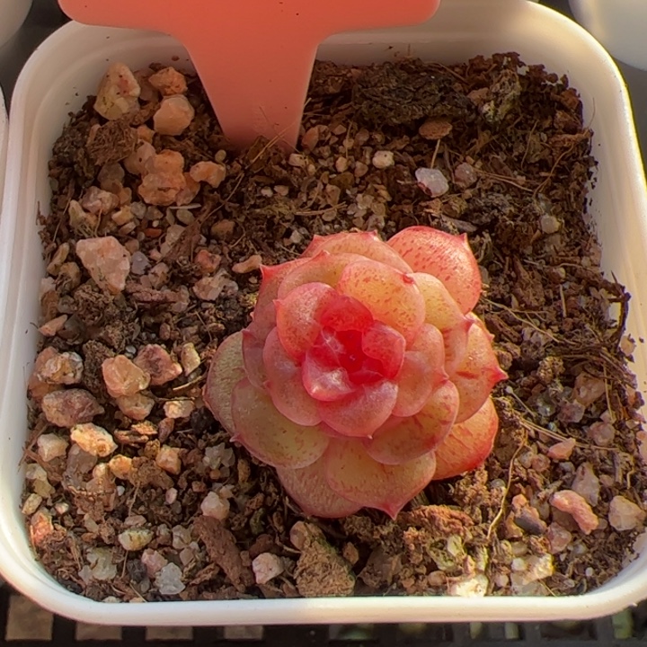 91 一物一拍，精品糖心