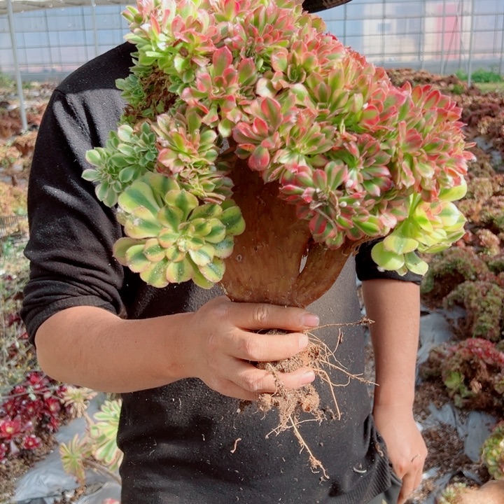 红袖醉话18号多肉法师