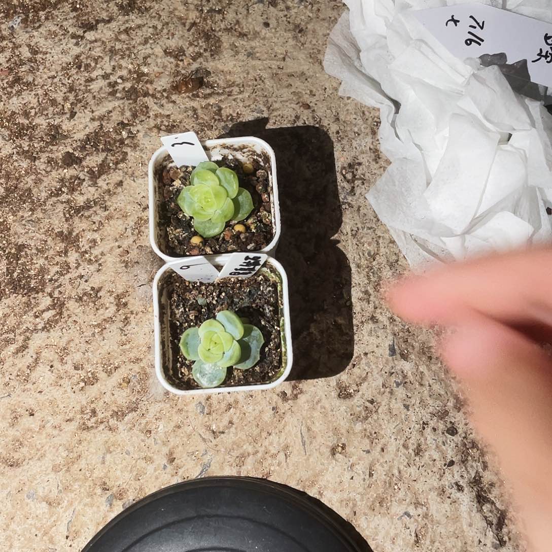 铁蛋 叶子带出芽一个满25包邮