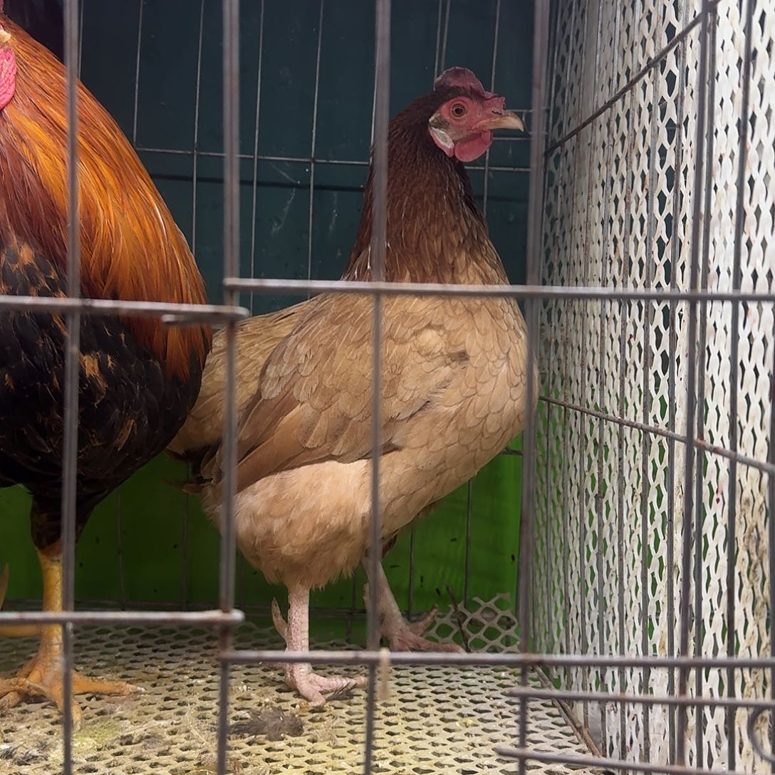 30天包装挂圈老母鸡12号