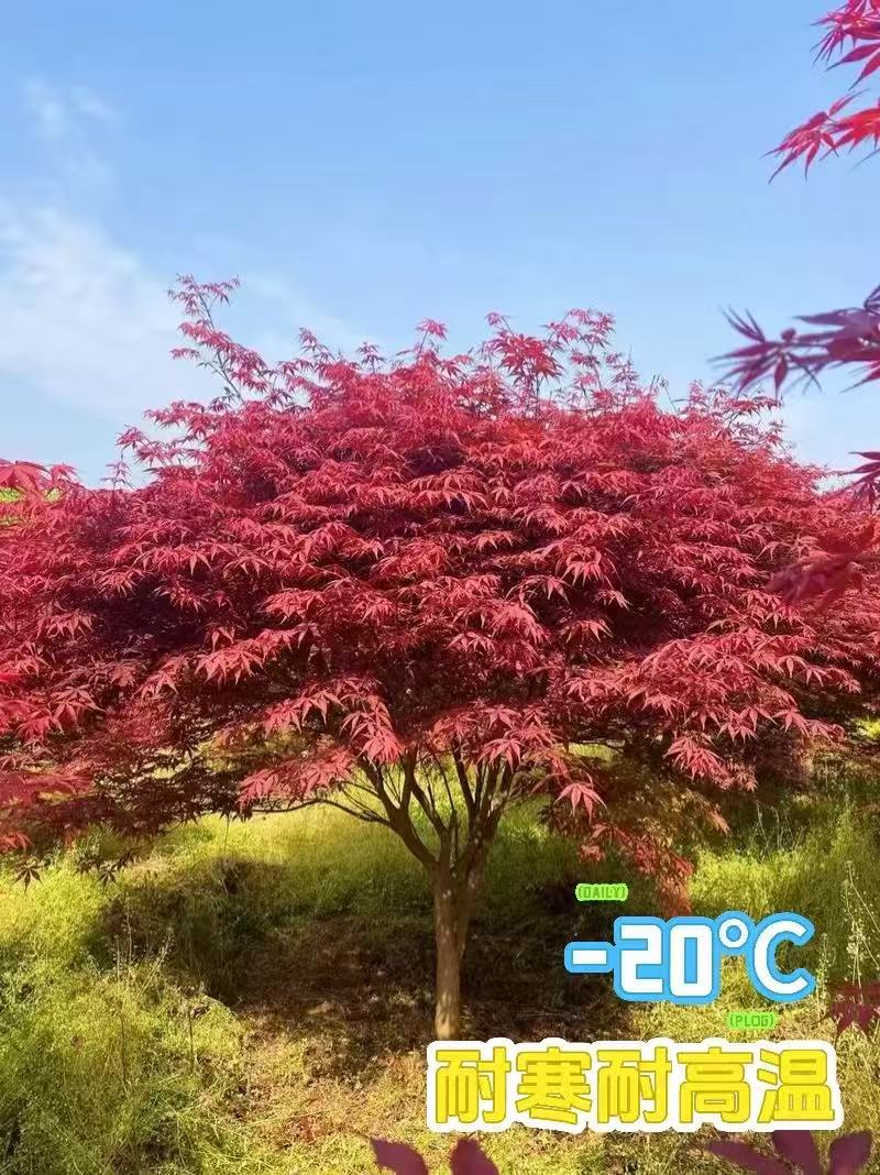 正宗三季红中国红枫别墅庭院耐寒造景树室内外盆栽