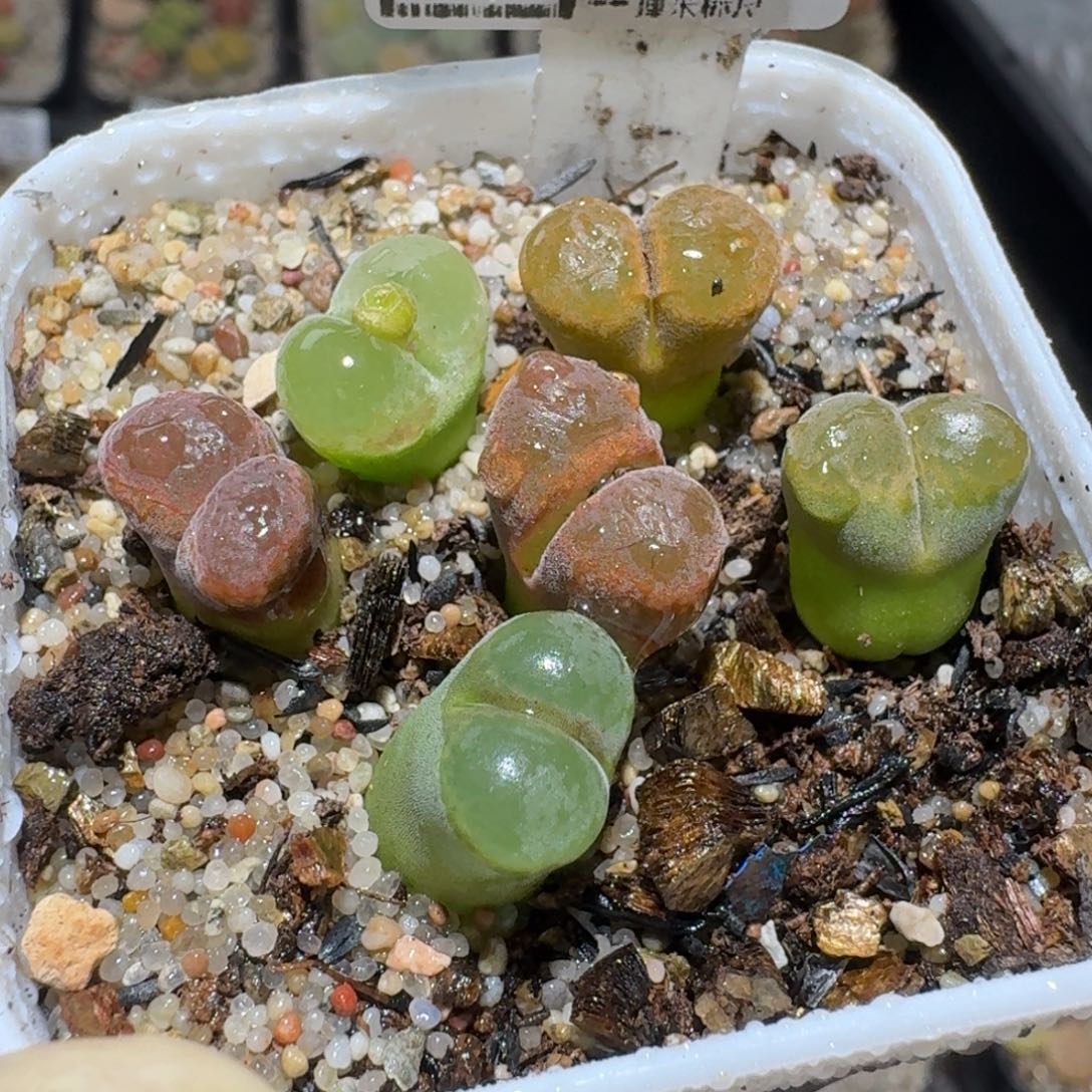 zz好看生石花便宜了1760