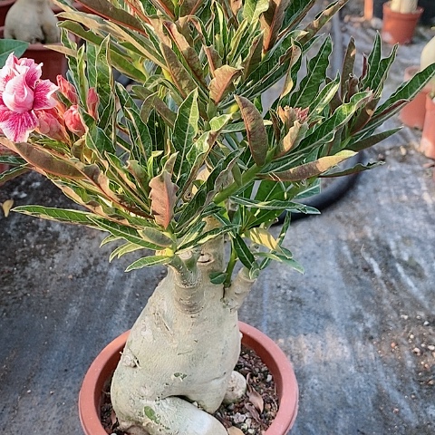 【闪购商品】无花朵Z*C