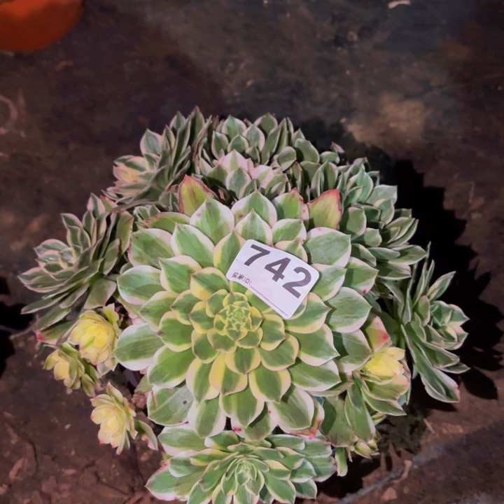 742伊丽莎白多肉植物不售后