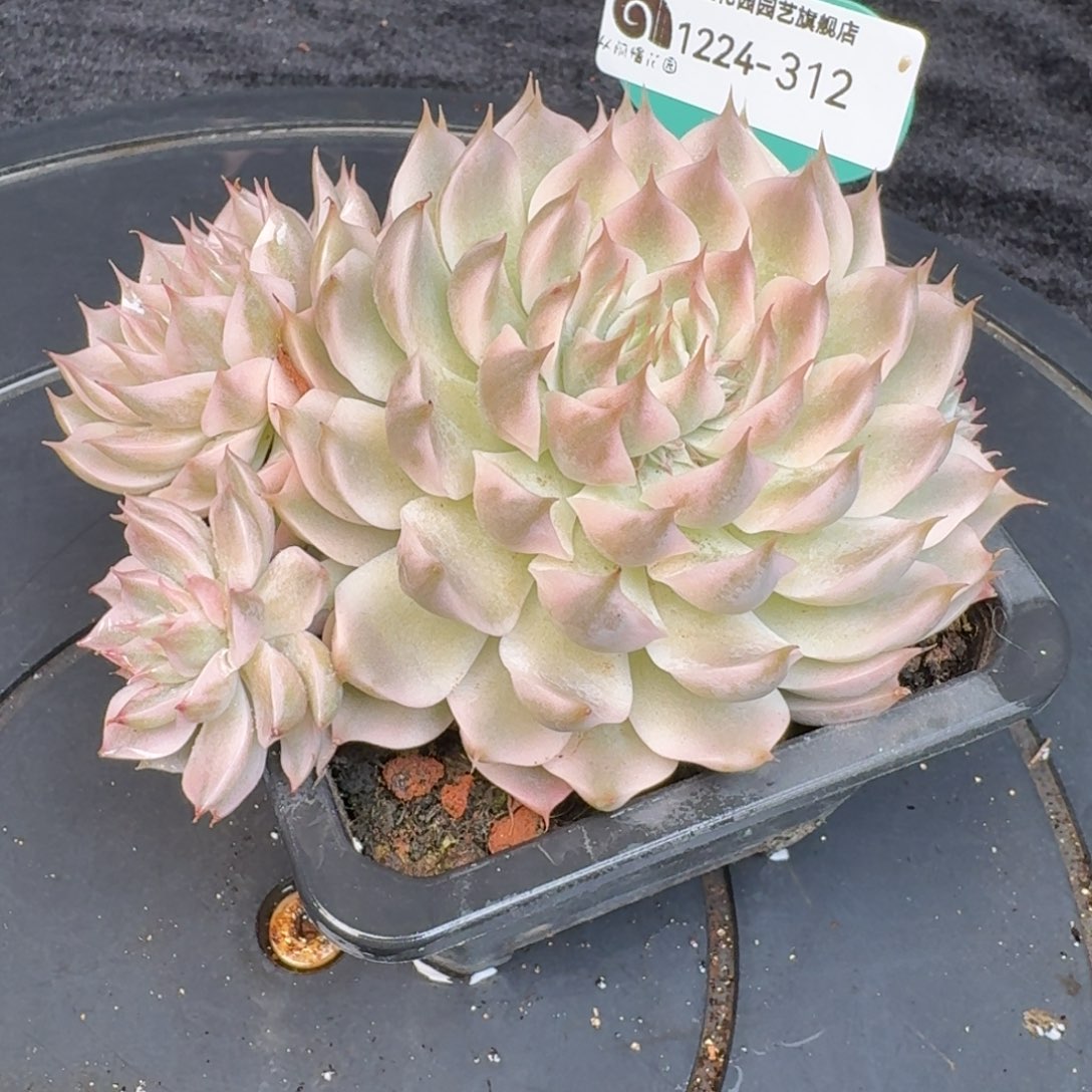 从前慢多肉精选编号1224.312