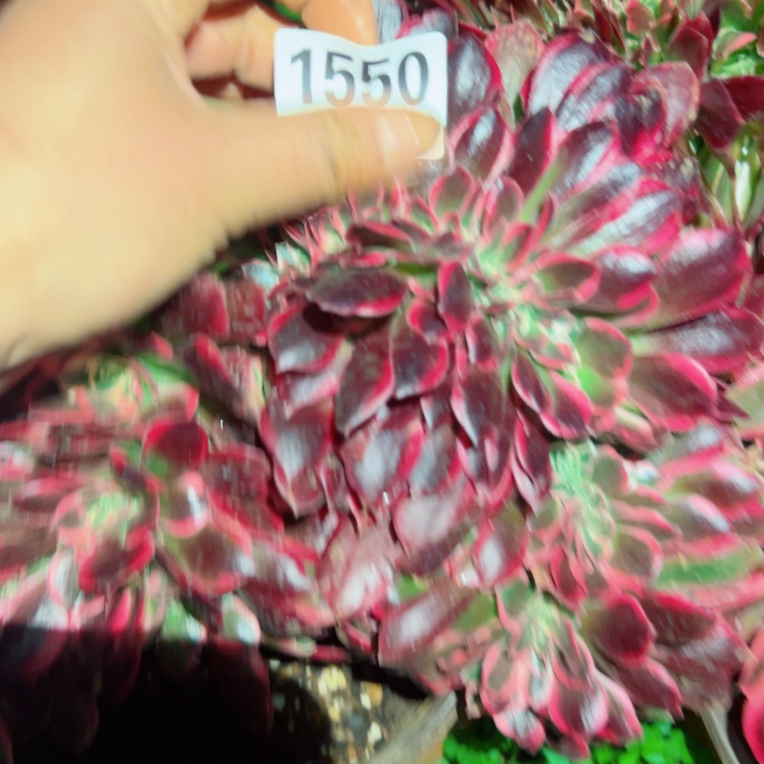 我1550 号多肉法师新年福利女郎