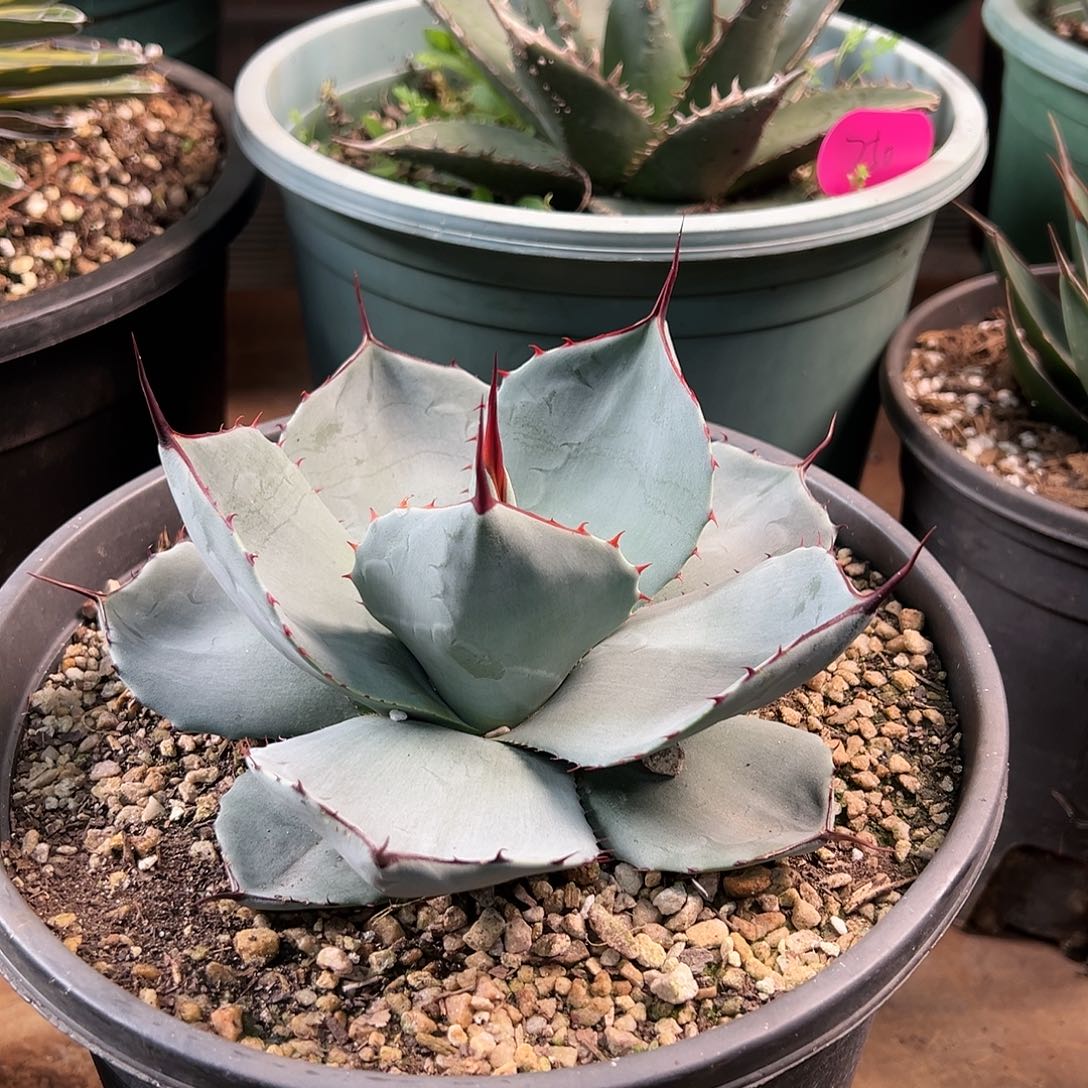 无花朵多肉植物福克斯龙舌兰