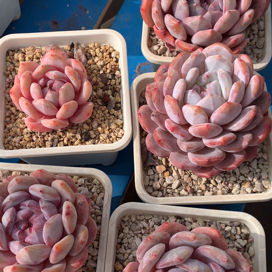 风橙梦露橙梦露橙梦露