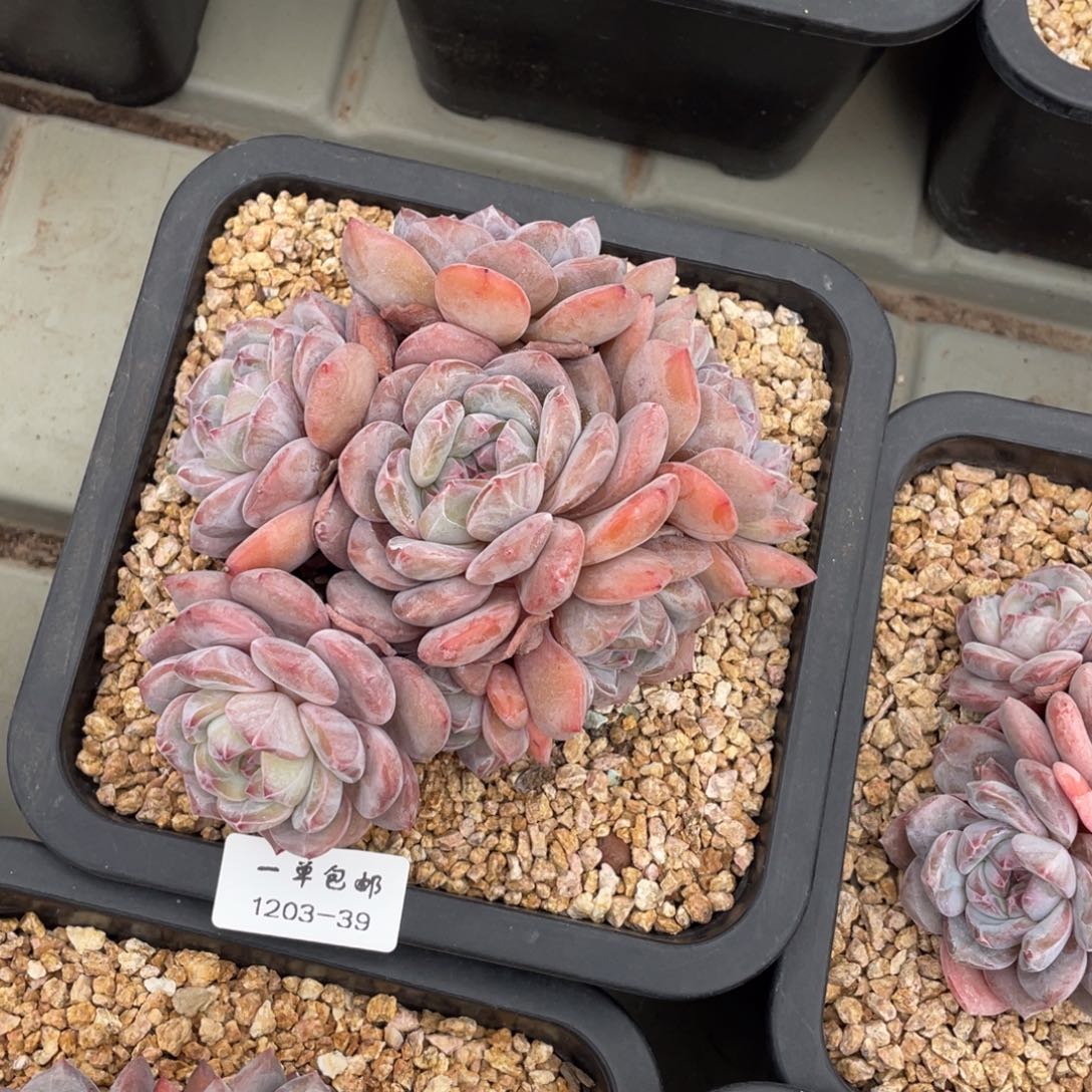 ～***。1203-39-星影。。。。。。。。