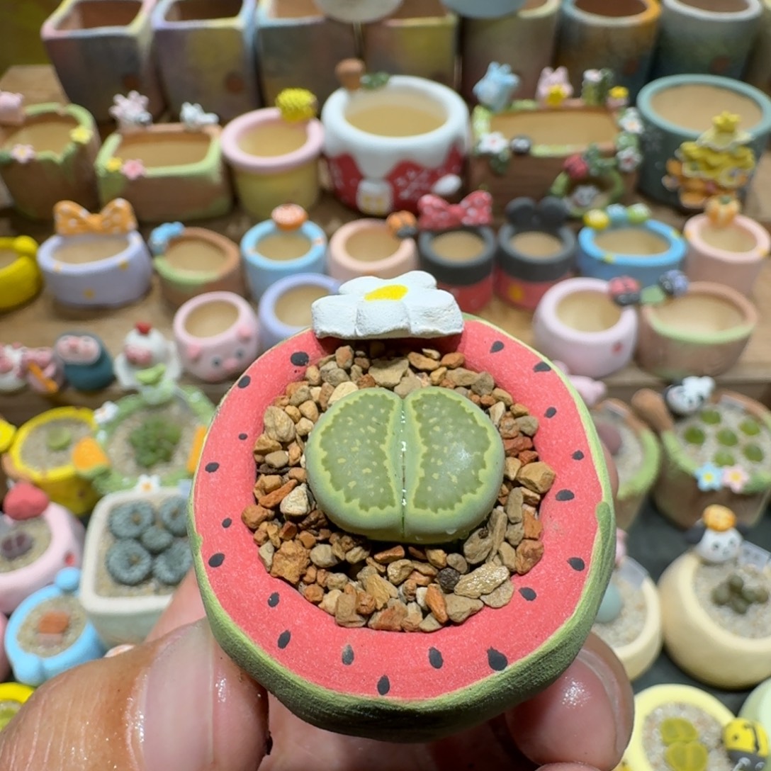 Z***z蘑菇1089绿饼多肉植物