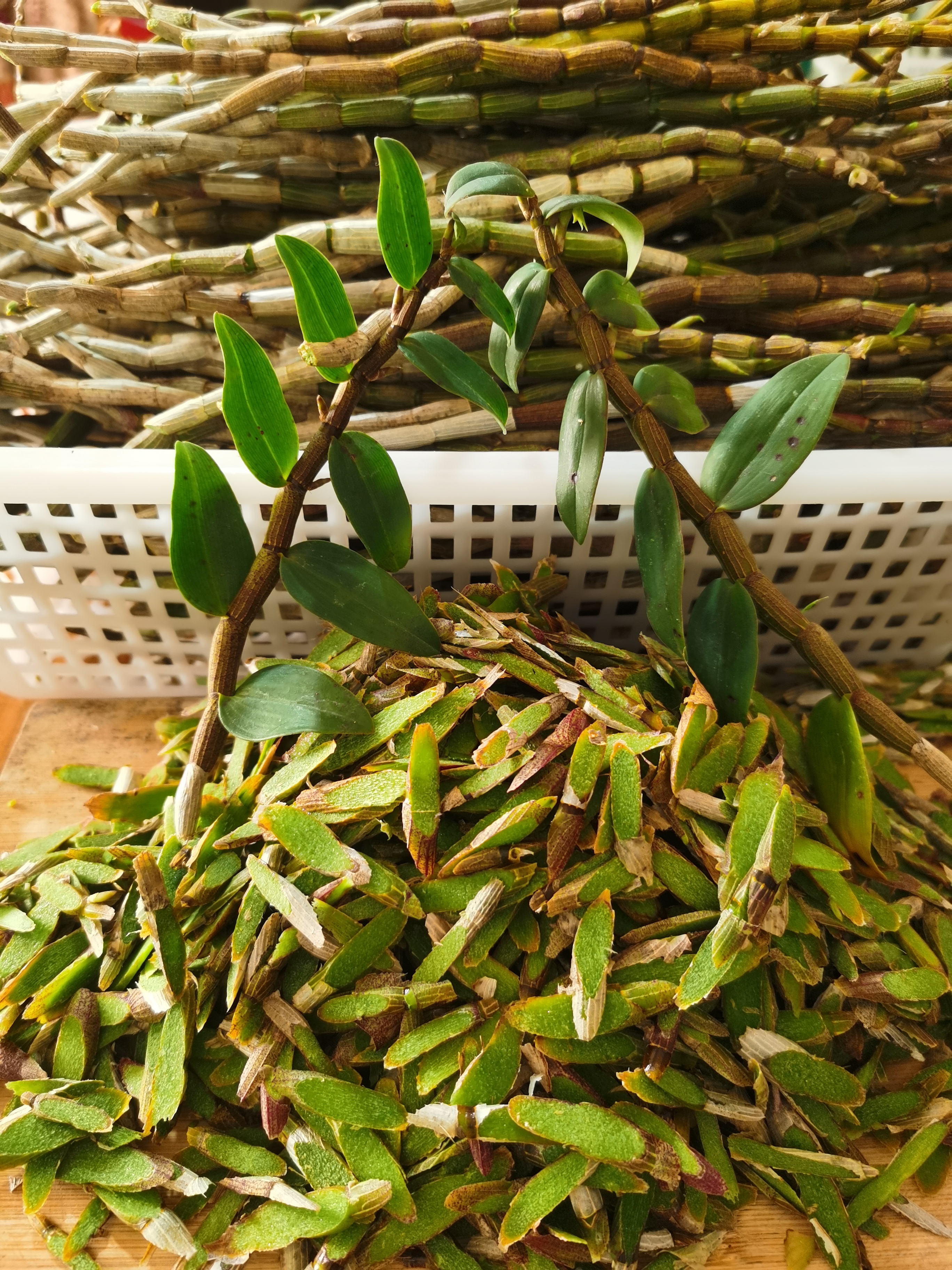 新鲜铁皮石斛鲜条切片泡水煮水煲汤榨汁 插扦繁殖绿植盆栽好养活