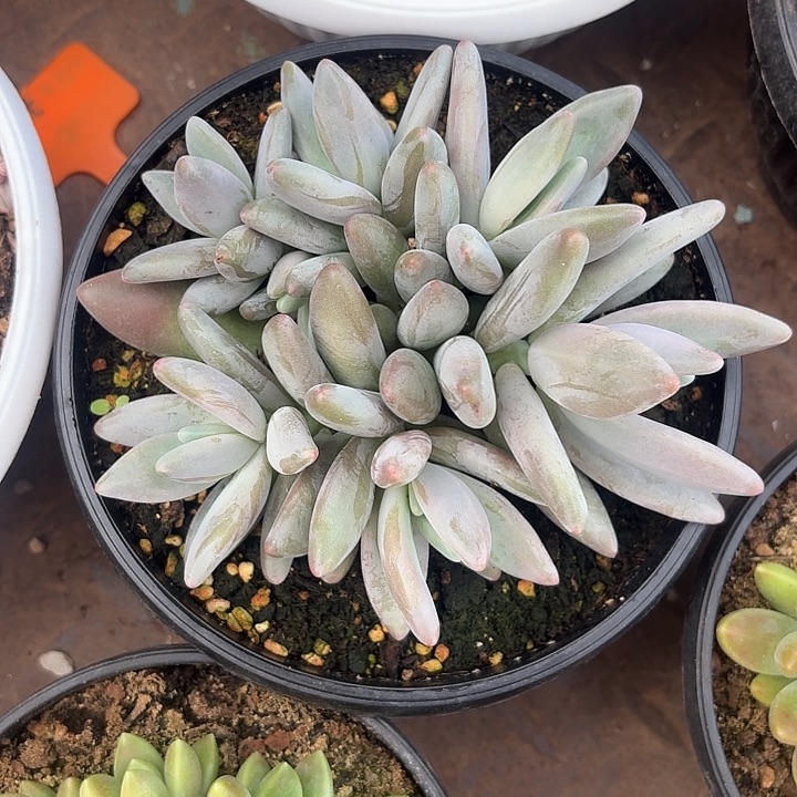 企鹅自然群叶插无砍多头平头