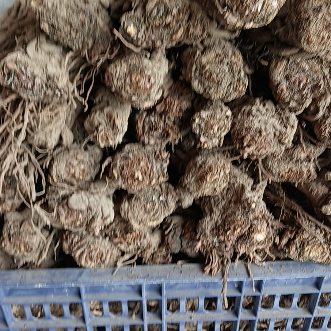 甘肃种植当归小条250克起包邮