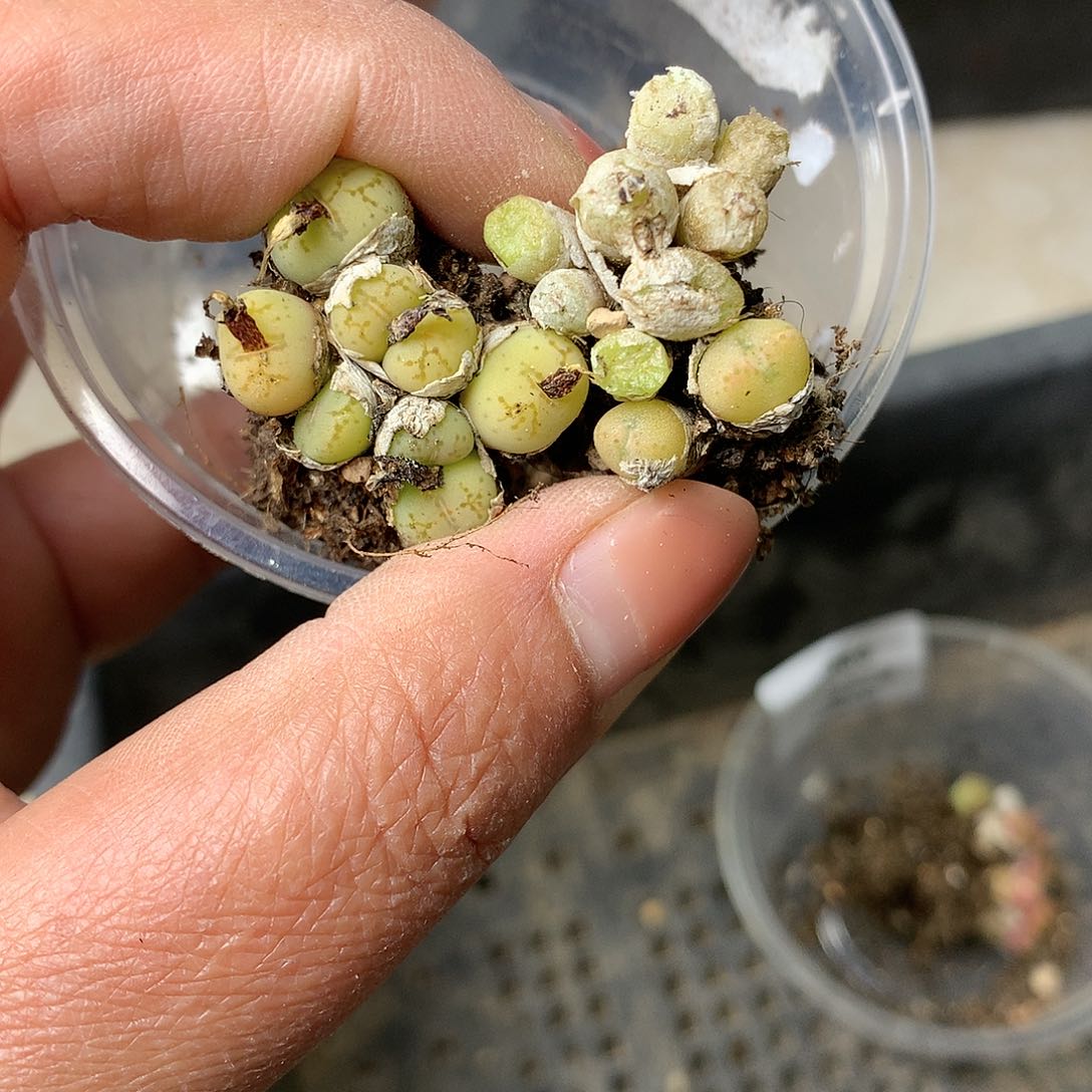 D341多肉植物保护研究所