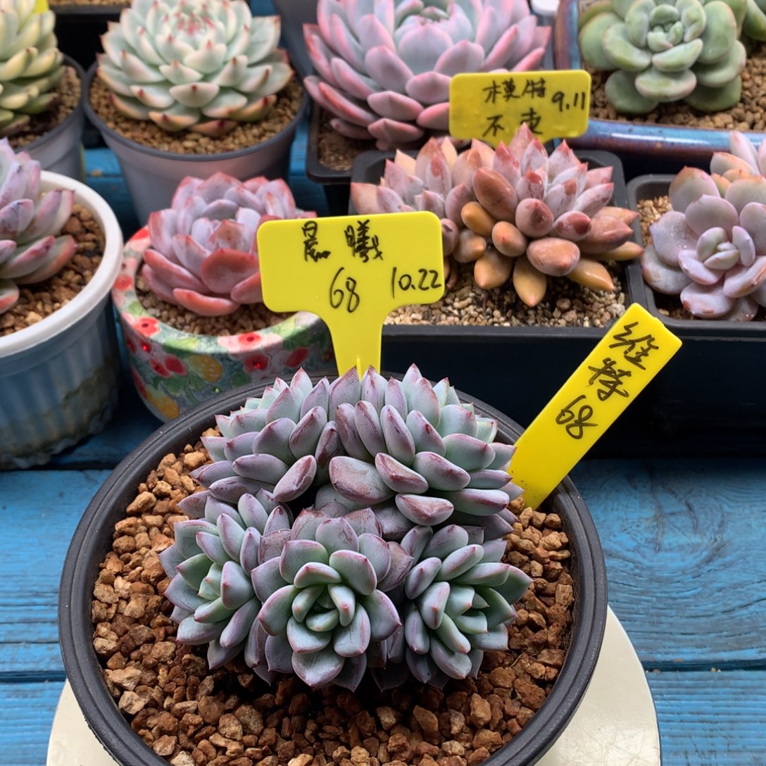 @***️我们家的小仙女们