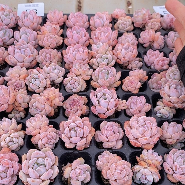 53 多肉植物盆栽花卉植物