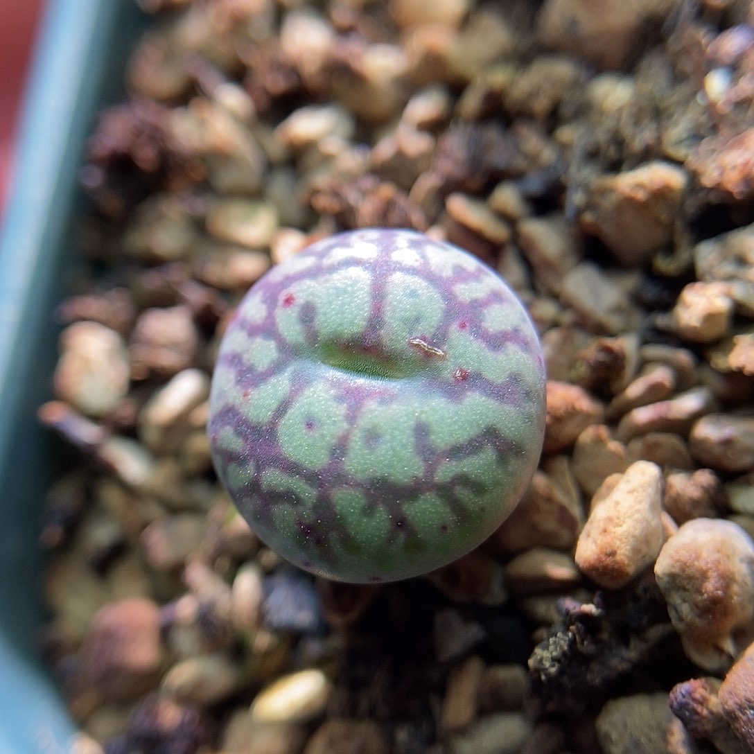 八重墨一颗两年尺寸1.2包邮
