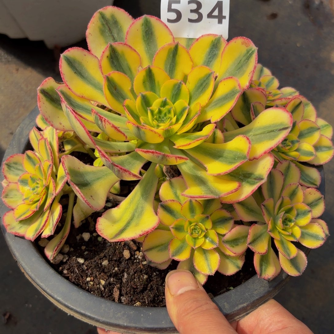 534多肉植物太阳神