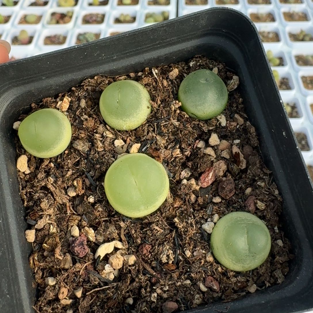 4712五颗带盆发货五颗