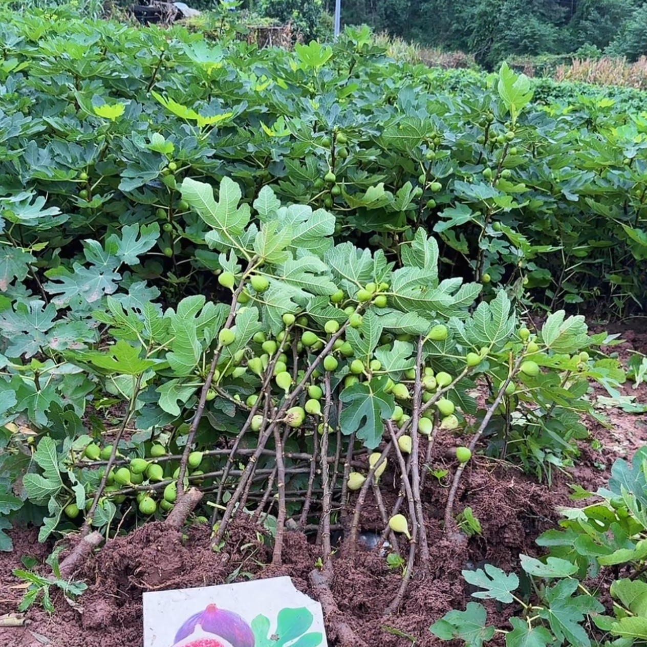 无花果树苗波姬红南北方特大果树苗粗度1.2以上高度70-100cm