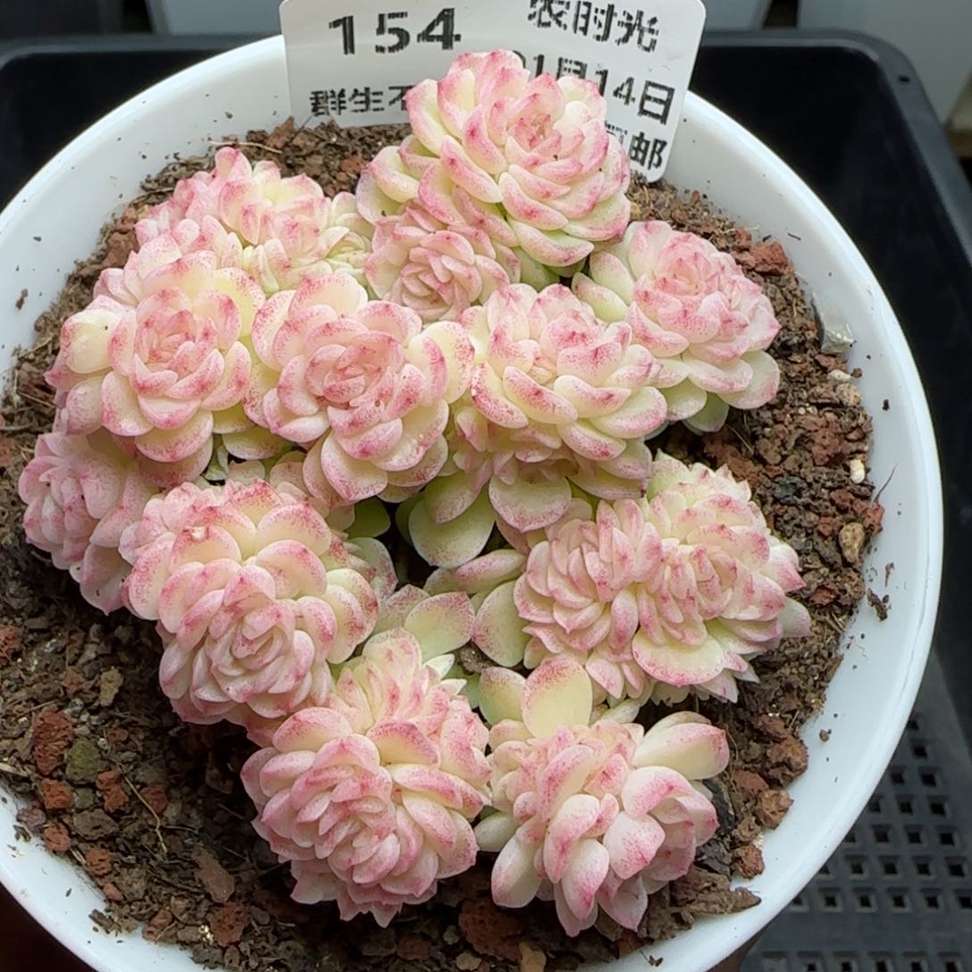 0114-154（HT-8）麦秆