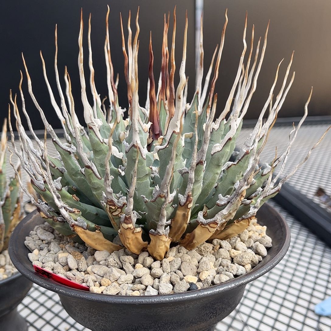 L***，曲刺妖炎曲刺妖炎