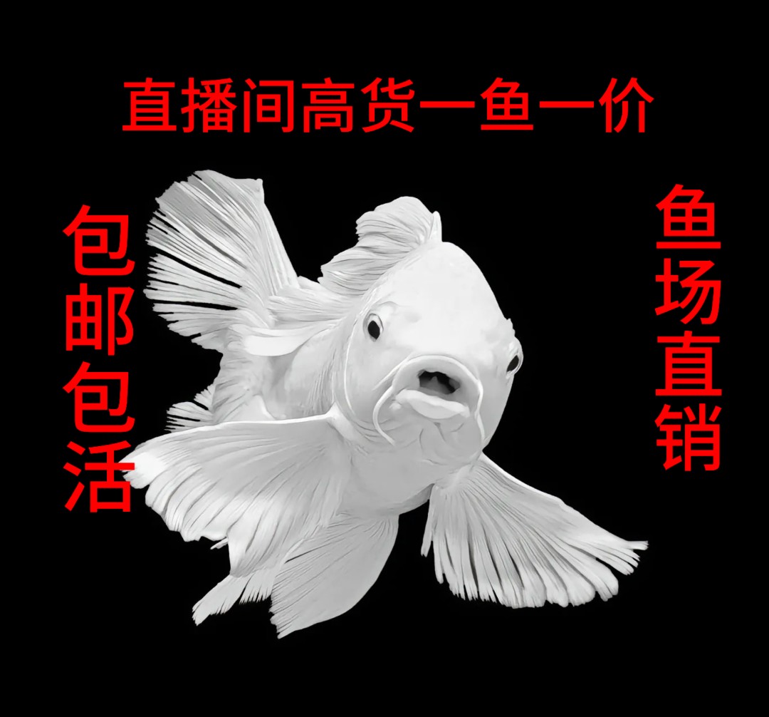 九鼎-白蝴蝶鲤，婉若游龙，水中仙子！（盲拍随机发货）