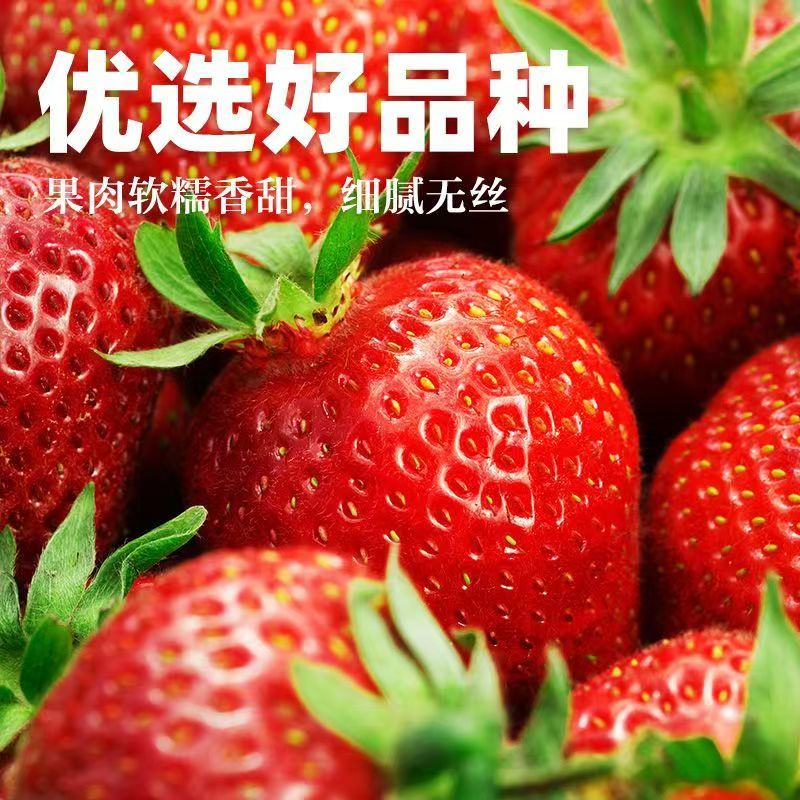 【中通空运】草莓露天产地云南直发云南草莓头茬红颜新鲜孕妇泡沫箱