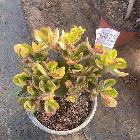 1072黄金花月多肉有砍