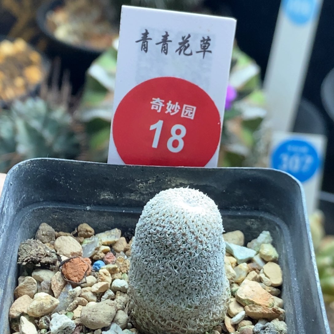 自根小人帽一棵仙人球