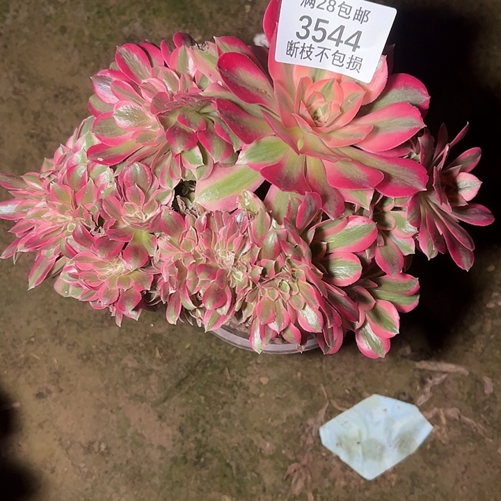 3544粉女巫缀多肉植物