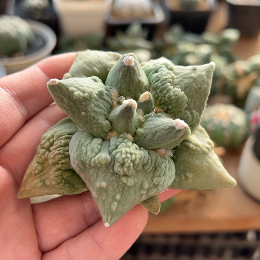 无花朵766实生怒涛8.2cm