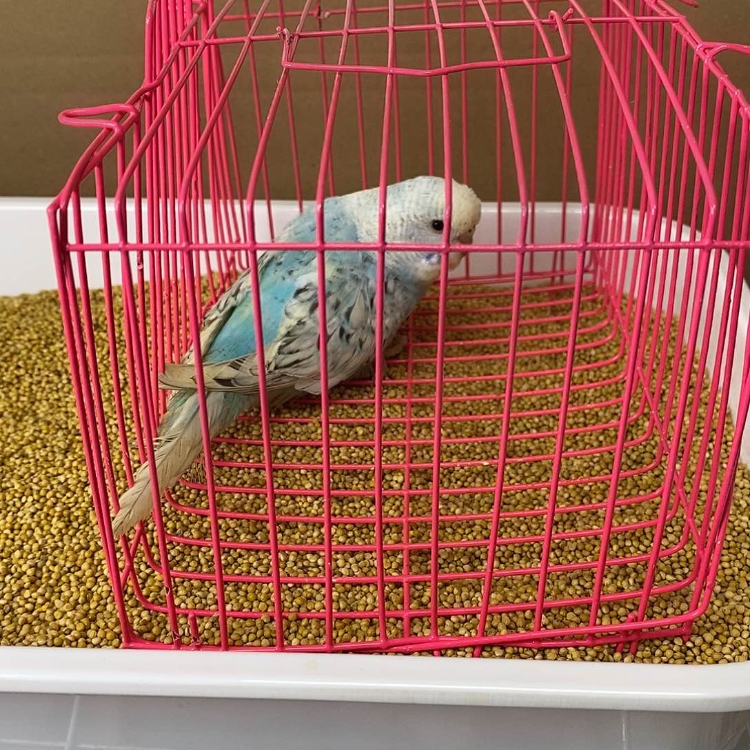 虎皮鹦鹉大头虎皮