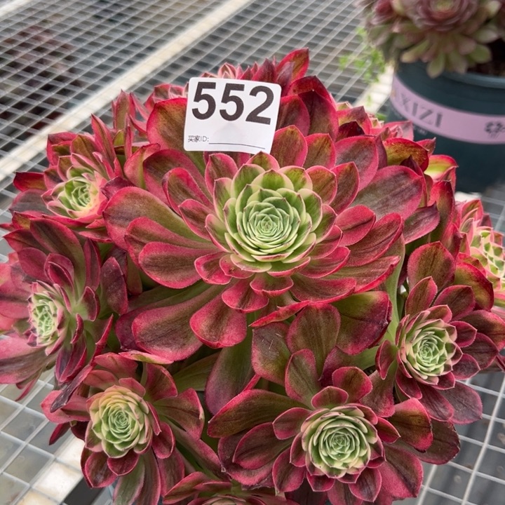 552海王20厘米左右