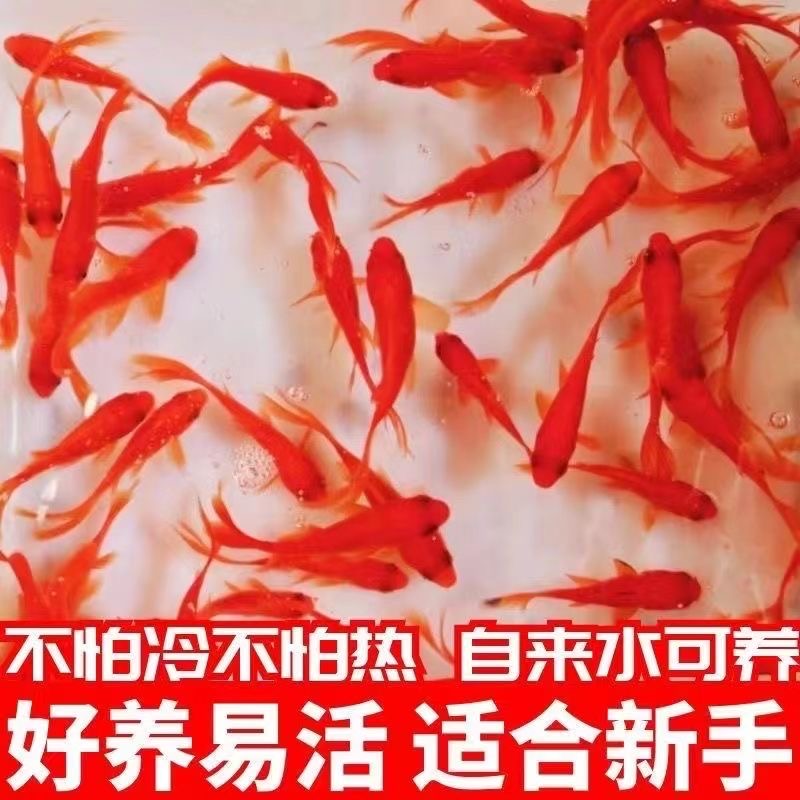 【5-7厘米21条草金鱼长尾淡水观赏鱼自来水好养草金鱼观赏鱼活鱼