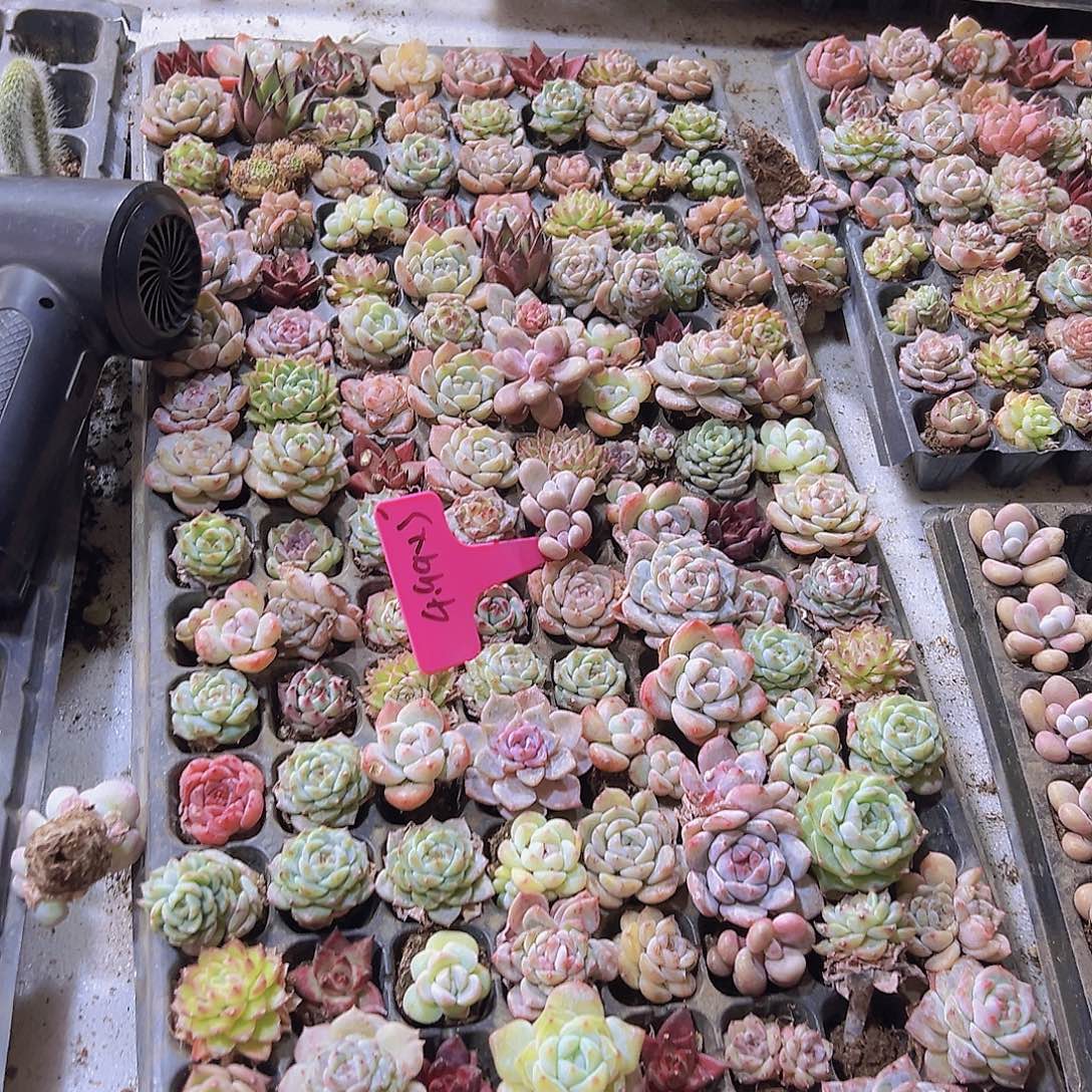 小苗杂128个行政无售后