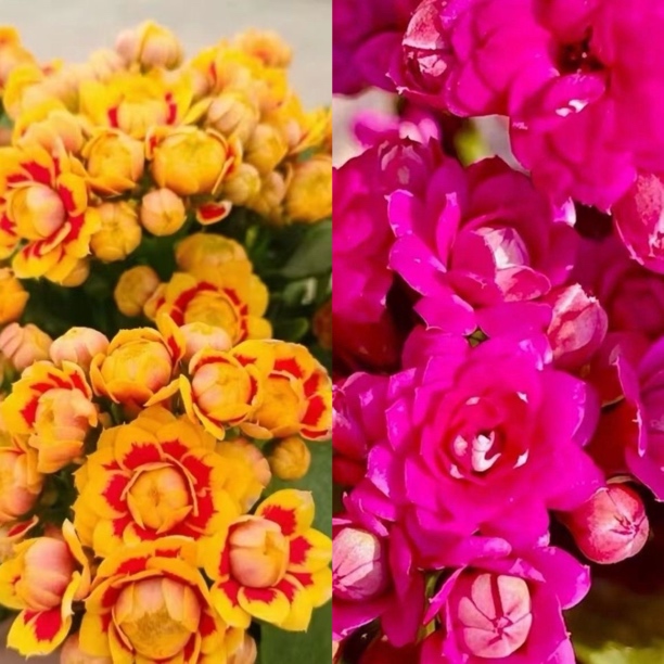 金丝雀+紫魅影2盆组合110盆长寿花