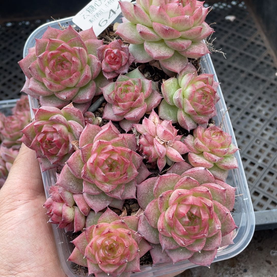 云糖心多肉植物644