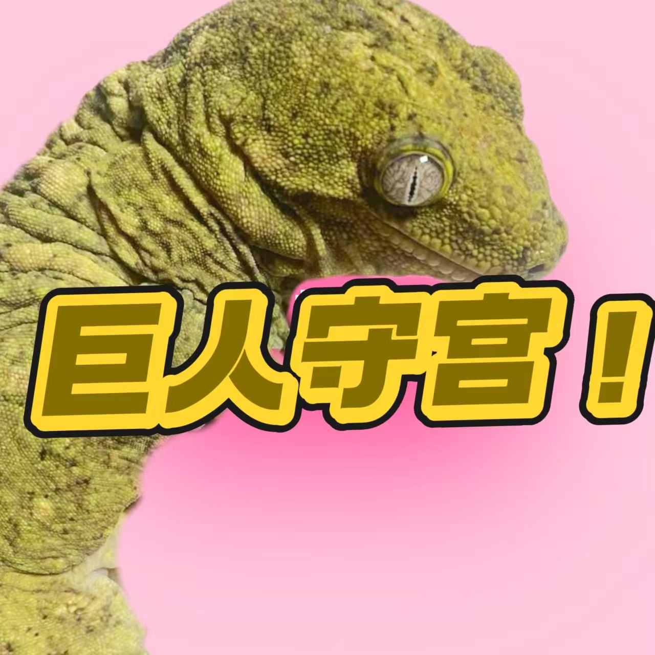 巨巨巨人守宫！手感好性格好哪哪都好！