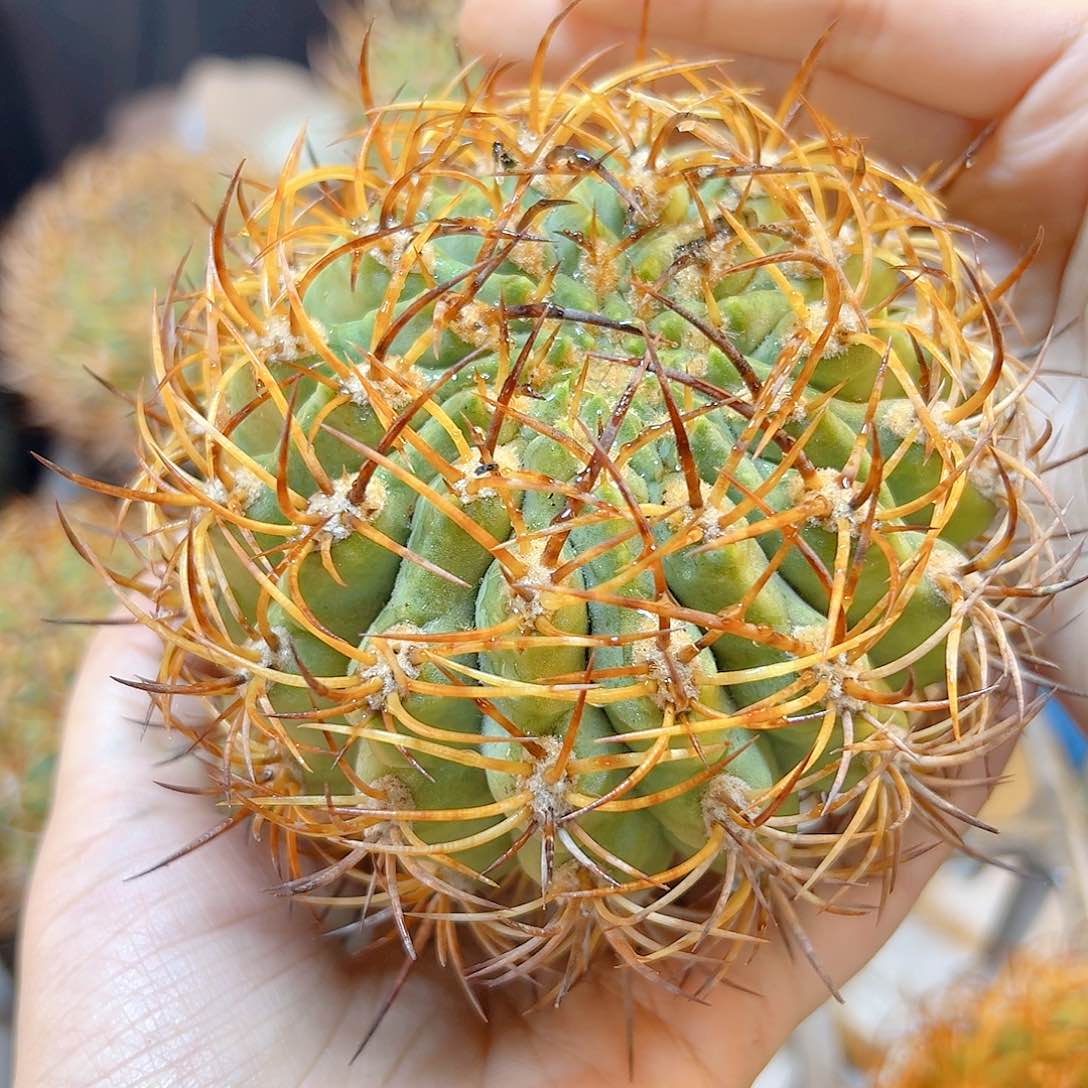 自根500津玉含刺10公分