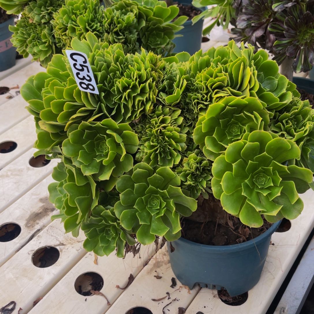 绿杨蓉法师7/////24包邮