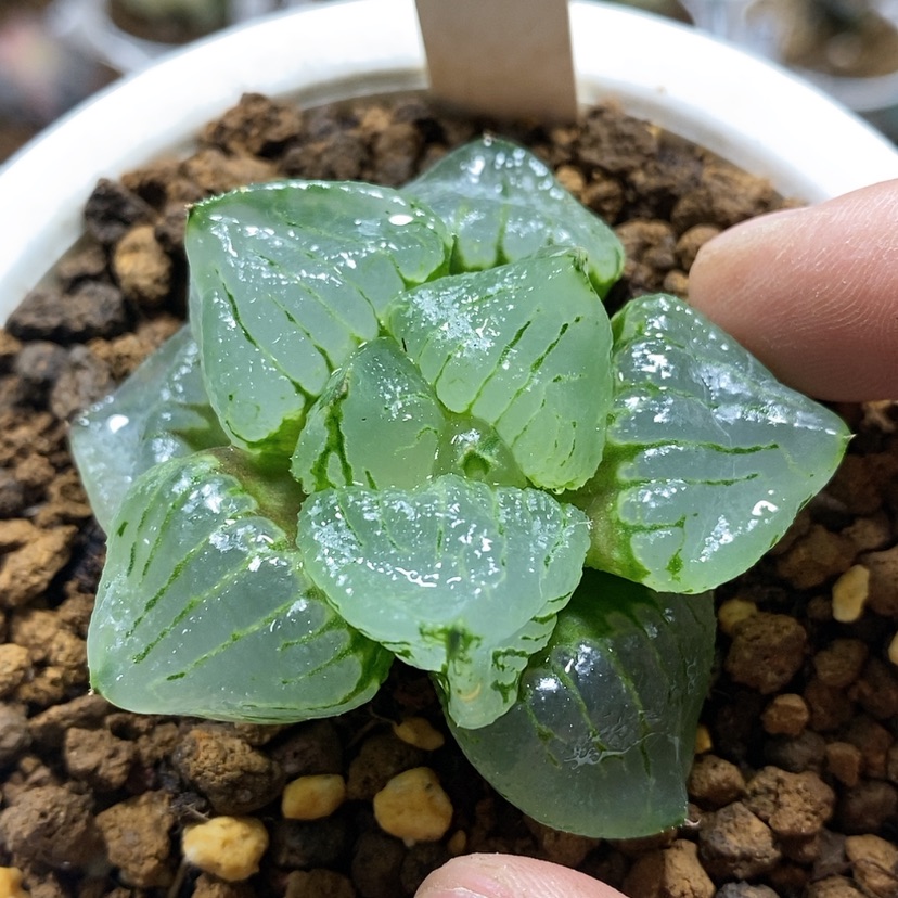 【闪购商品】28琉璃