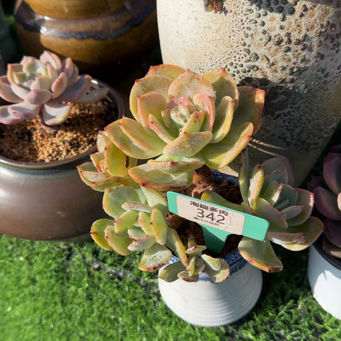 小***妹多肉植物白凤变异