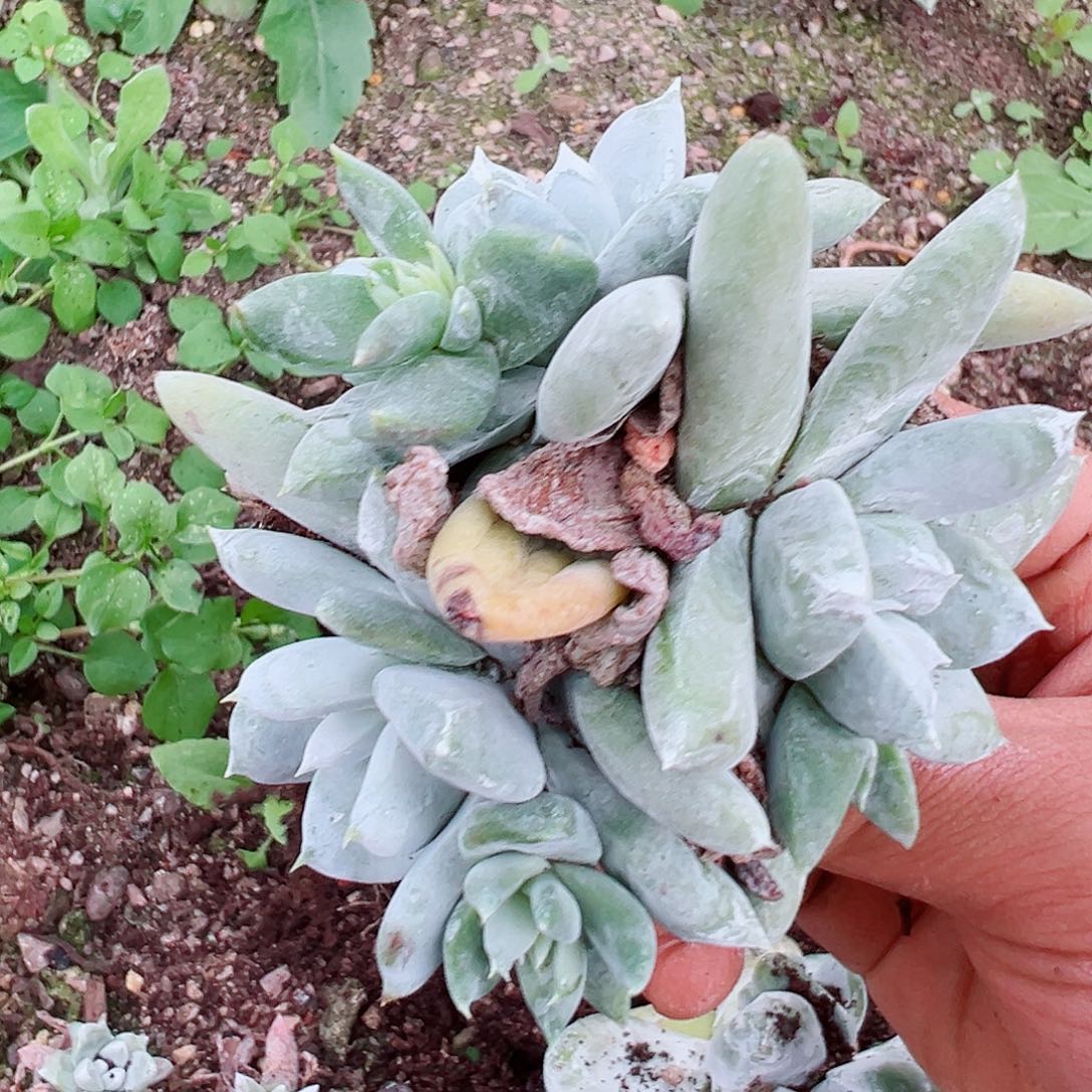 8041奴婢杂交拇指