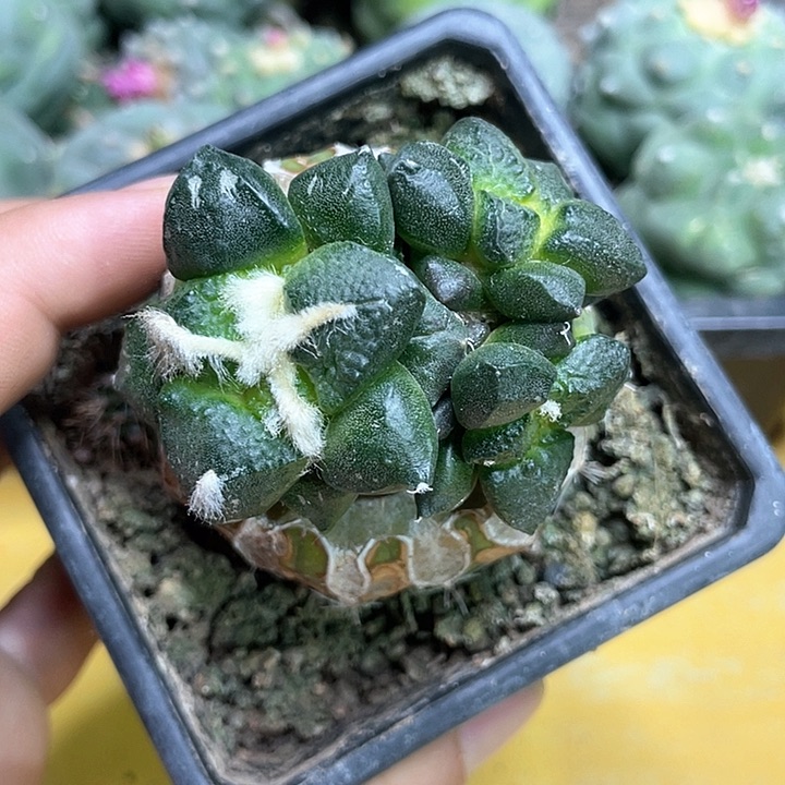 仙人球苗接群头光面连山139