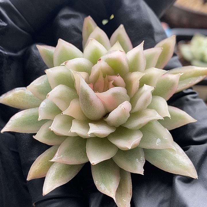 白水晶锦多肉植物