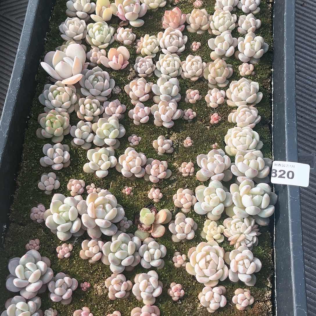 阿雅园艺。          带筐发货820