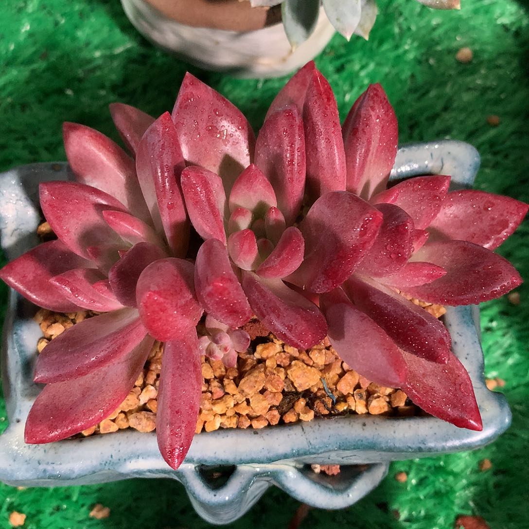 赫菲虞13 公分一物一拍
